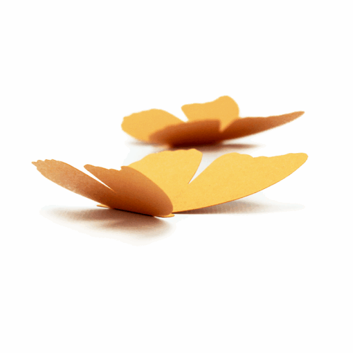 5 papillons couleur – Image 7