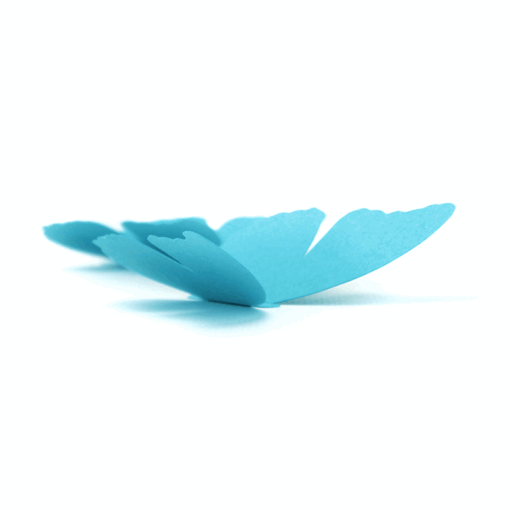5 papillons couleur – Image 4