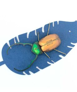 Alternative view of Insecte - Calingratus