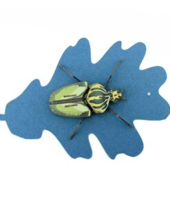 Alternative view of Insecte - Globulus giganticus