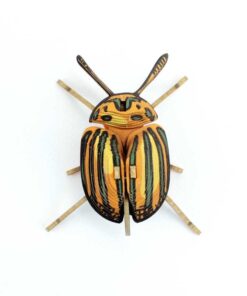 Insecte - Pucetulus