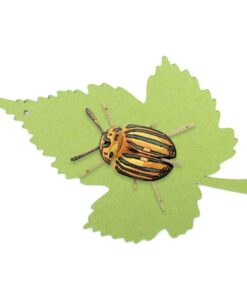 Alternative view of Insecte - Pucetulus