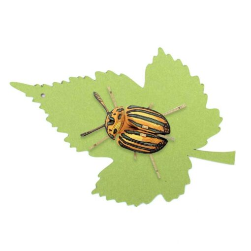 Insecte - Pucetulus – Image 2