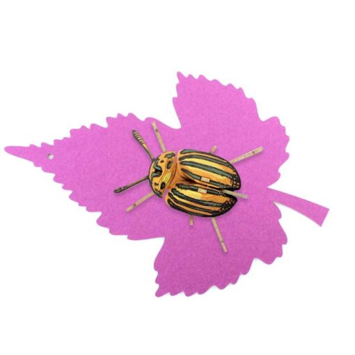 Insecte - Pucetulus – Image 4
