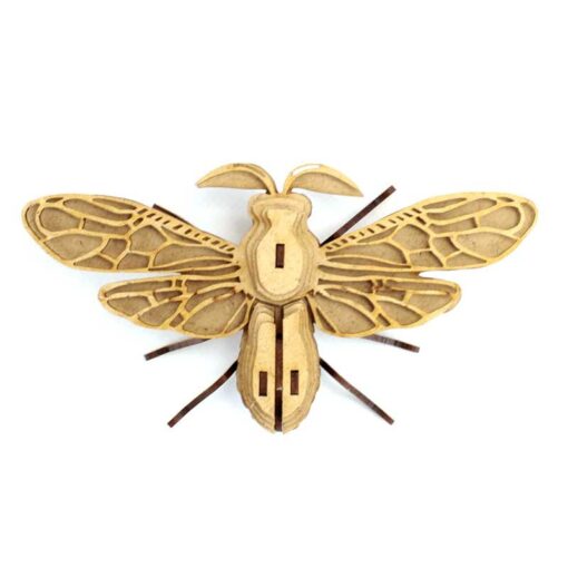 Insecte - Noctambulus – Image 3