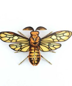 Insecte - Noctambulus
