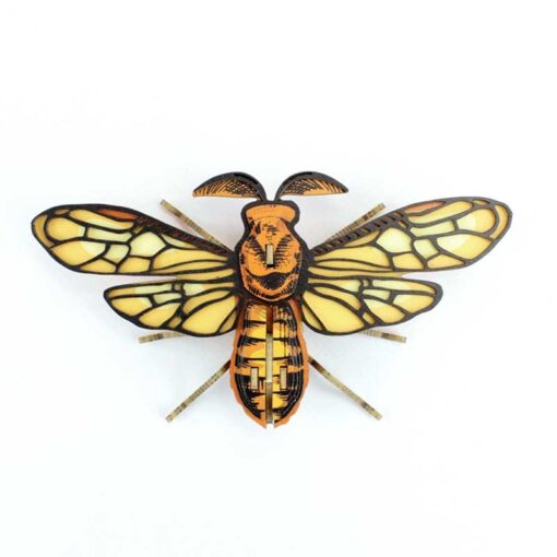 Insecte - Noctambulus